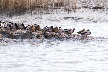 flock of the migration birds at the seaside