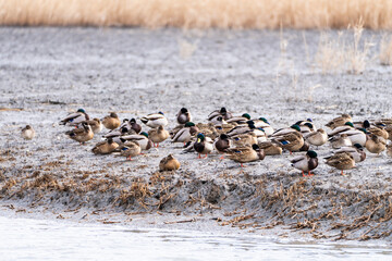 flock of the migration birds at the seaside