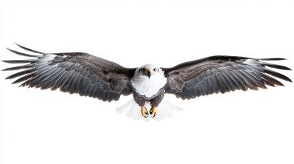 Obraz premium White-Bellied Sea Eagle in Flight Against a White Background. Generative AI