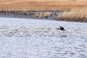 Fototapeta premium a cormorant flying on the sea