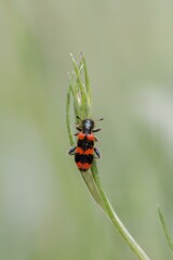 Naklejka premium Chrząszcz barciel pszczołowiec na łące