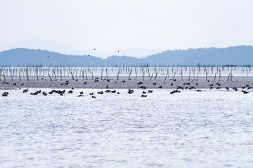 flock of the migration birds at the seaside