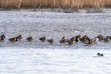flock of the migration birds at the seaside