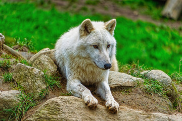 wolf in the woods, Herberstein Zoo, Herberstein, Stubenberg, Styria, Austria, Europe, October 2024
