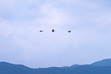 flying migration bird at Suncheon Bay