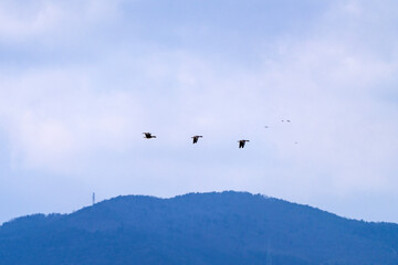 flying migration bird at Suncheon Bay