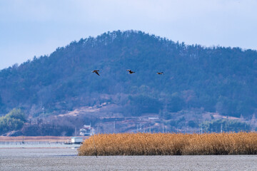 flying migration bird at Suncheon Bay