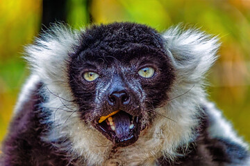 black and white lemur, Herberstein Zoo, Herberstein, Stubenberg, Styria, Austria, Europe, October 2024