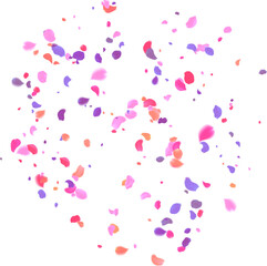 multi colored rose petals romantic background with realistic pink cherry flower petals flow or falling motion. Love, romance, floral spring season