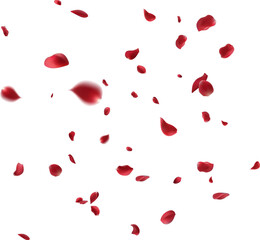 Rose petals or sakura flying petals, romantic background with realistic pink cherry flower petals flow or falling motion. Love, romance, floral spring season