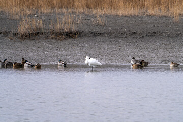 spoonbill and migration birds at the seaside