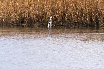 heron at the seaside