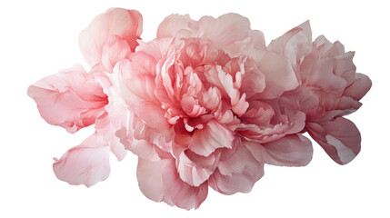 Rose transparent background