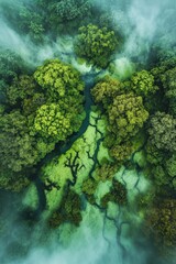 A misty rainforest seen from above, layers of green and fog intertwining