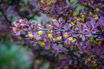 Blooming ornamental barberry in the garden.