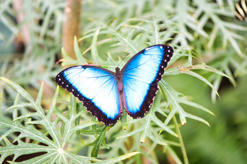 Obraz premium Beautiful butterfly