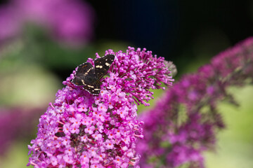 The map butterfly close-up on Buddleja Americana, also known as the butterfly bush.