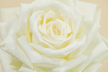 Single Soft Rose Fower Close up