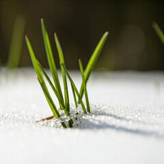 grass in snow