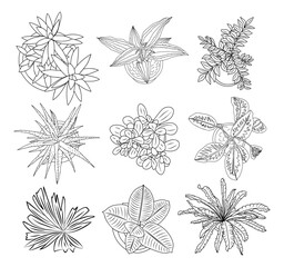 Set of different house plants top view. Botanical black line art icons for landscape, architectural, interior design. Hand drawn Vector sketch isolated on transparent background.