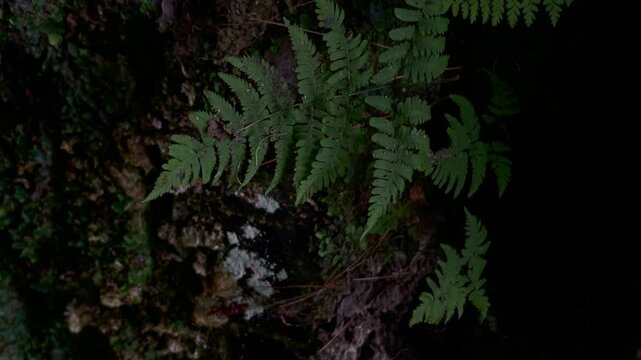 Fern leaves in firest after rain	