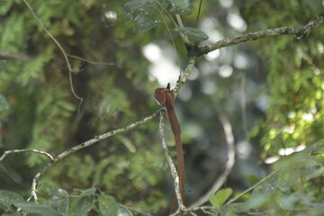 dragonfly on a branch