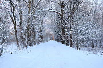 A Snowy Pathway Leading Through a Beautiful and Enchanting Winter Wonderland Awaits You