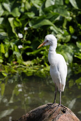 Close up Portrait of a Cattle Egret in Taiping Lake Gardens. The cattle egret (formerly genus Bubulcus) is a cosmopolitan clade of heron (family Ardeidae) in the genus Ardea.