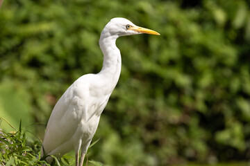 Close up Portrait of a Cattle Egret in Taiping Lake Gardens. The cattle egret (formerly genus Bubulcus) is a cosmopolitan clade of heron (family Ardeidae) in the genus Ardea.
