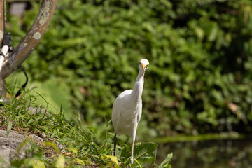 Close up Portrait of a Cattle Egret in Taiping Lake Gardens. The cattle egret (formerly genus Bubulcus) is a cosmopolitan clade of heron (family Ardeidae) in the genus Ardea.