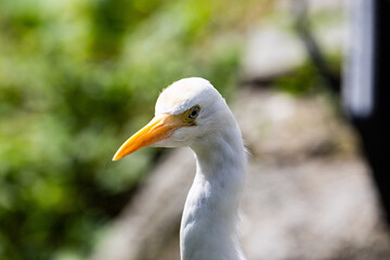 Close up Portrait of a Cattle Egret in Taiping Lake Gardens. The cattle egret (formerly genus Bubulcus) is a cosmopolitan clade of heron (family Ardeidae) in the genus Ardea.