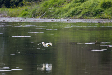 Cattle Egret flying across a lake in Taiping Lake Gardens. The cattle egret (formerly genus Bubulcus) is a cosmopolitan clade of heron (family Ardeidae) in the genus Ardea.