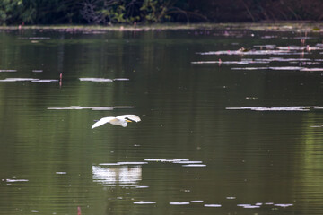Cattle Egret flying across a lake in Taiping Lake Gardens. The cattle egret (formerly genus Bubulcus) is a cosmopolitan clade of heron (family Ardeidae) in the genus Ardea.
