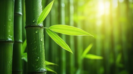 Lush green bamboo forest with dew drops on leaves and stalks, sunlit background.