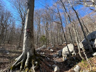 Premuzic hiking trail or Premuzic Trail - Northern Velebit National Park, Croatia or Premuzic-Wanderweg or Premuzic's Trail (Pješački planinarski put Premužićeva staza - NP Sjeverni Velebit, Hrvatska)