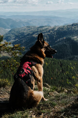 German shepherd in a red harness sits on a cliff in the mountains on a sunny, warm day. Rear view. Hiking with pet concept. Dog portrait in nature