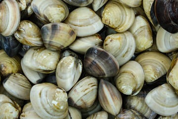 Fresh clams for seafood background