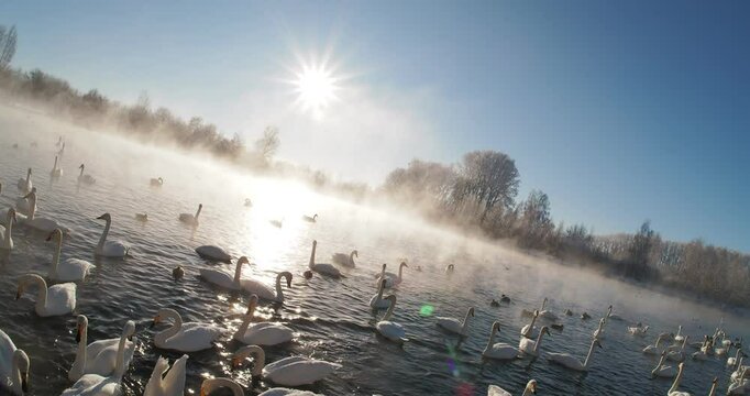 Birds in winter in January. Sun in the frame. A large number of swans hibernate in an ice-free lake and swim illuminated by the rays of the sun. Camera rotation. Hand held. Siberia.