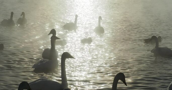 Birds in winter in January. Background light. A large number of swans hibernate in an ice-free lake and swim illuminated by the rays of the sun. Hand held. Siberia.