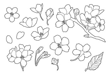 桜の線画 cherry blossoms line art
