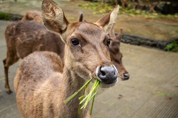 Bawean Deer or Hyelaphus Kuhlii, a highly threatened species of deer endemic to the island of Bawean in Indonesia.
