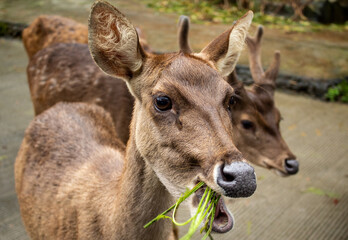 Bawean Deer or Hyelaphus Kuhlii, a highly threatened species of deer endemic to the island of Bawean in Indonesia.