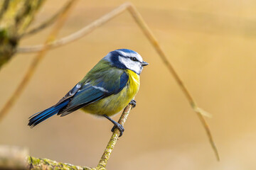 Blaumeise im Winter auf einem Ast / Vogel