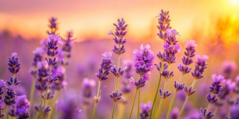 Naklejka premium Minimalist Lavender Close-up: Delicate Purple Blooms on Soft Pink & Yellow Background