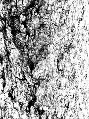 Bark of a tree texture background