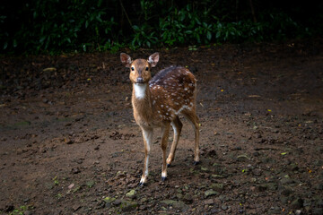 Vietnamese Sika Deer or Cervus Nippon Pseudaxis, also know as the Indochinese Sika Deer, one of the mane subspecies of the Sika Deer