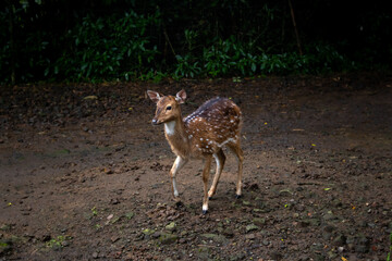 Vietnamese Sika Deer or Cervus Nippon Pseudaxis, also know as the Indochinese Sika Deer, one of the mane subspecies of the Sika Deer