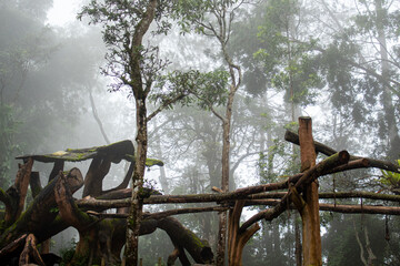 Fototapeta premium A pile of woods inside a rain forest