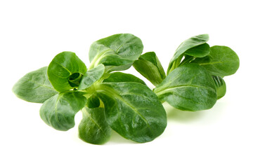 Fresh Lamb's Lettuce, isolated on white background.