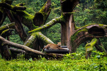 Leopard or Panthera Pardus, one of the extant species in genus Panthera, native to Africa